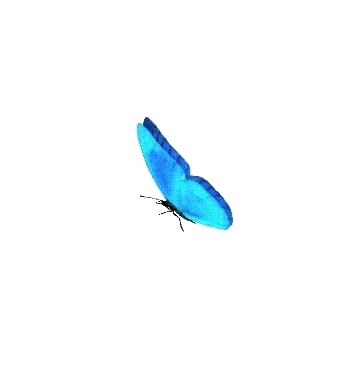 Papillon 3